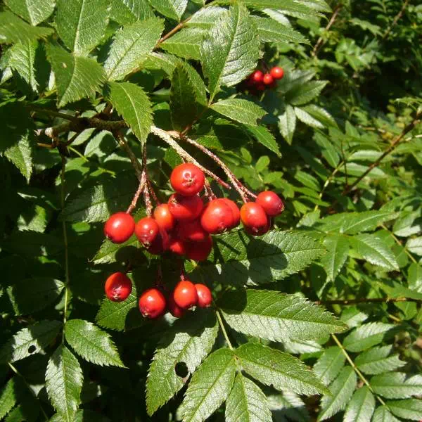 タカネナナカマド