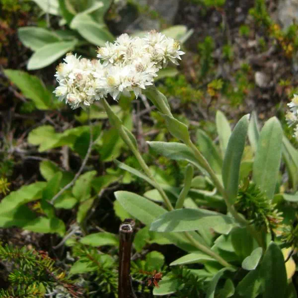 タカネヤハズハハコ