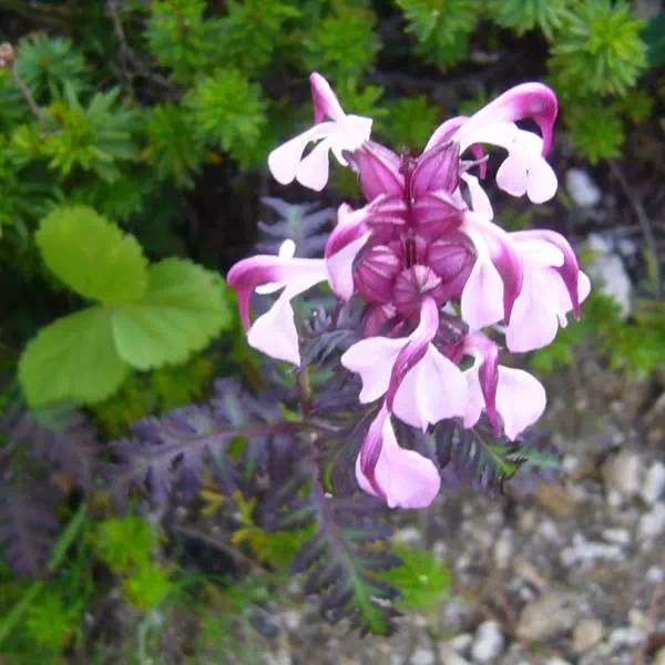 ヨツバシオガマ