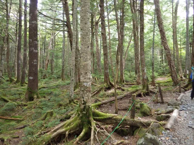 コケの道 コケの道