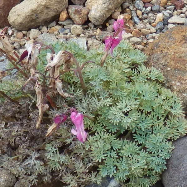 コマクサ コマクサ