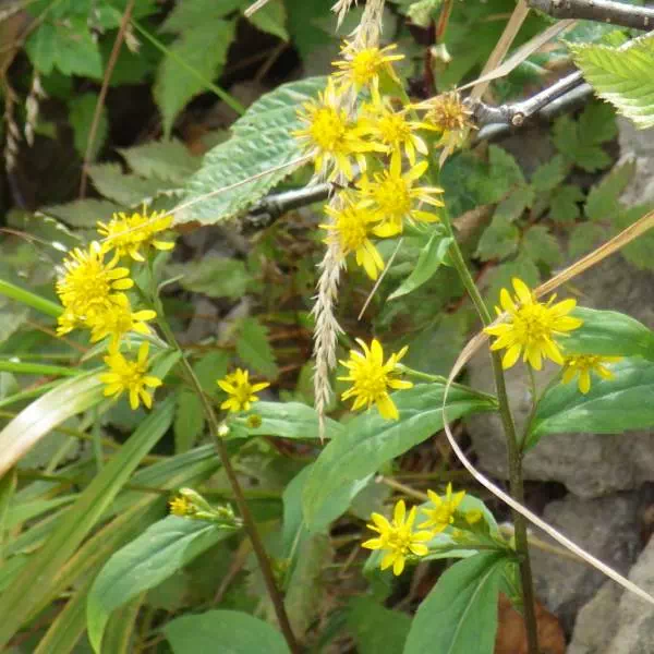 ミヤマアキノキリンソウ