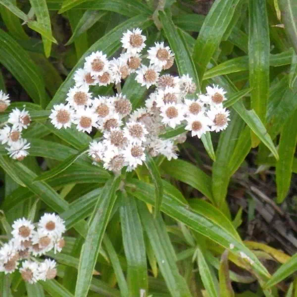 ヤマハハコ ヤマハハコ