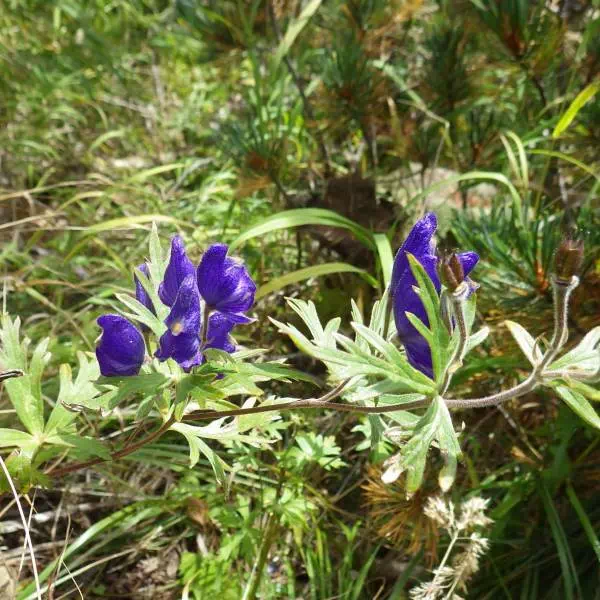 ホソバトリカブト ホソバトリカブト