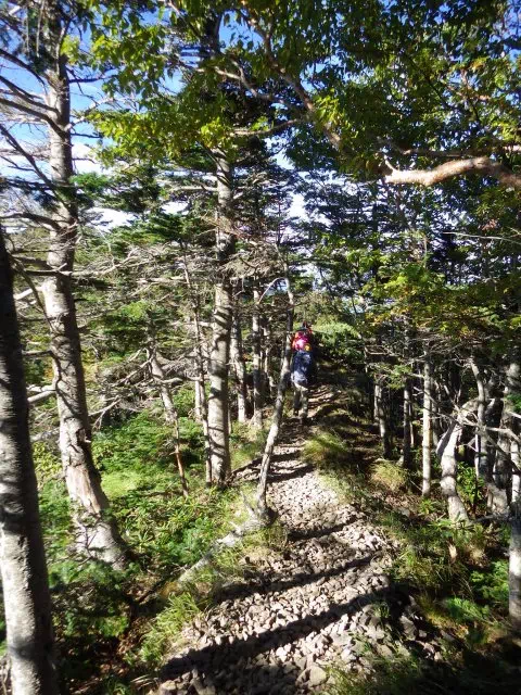 キレット下部の樹林 キレット下部の樹林