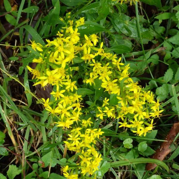 アキノキリンソウ