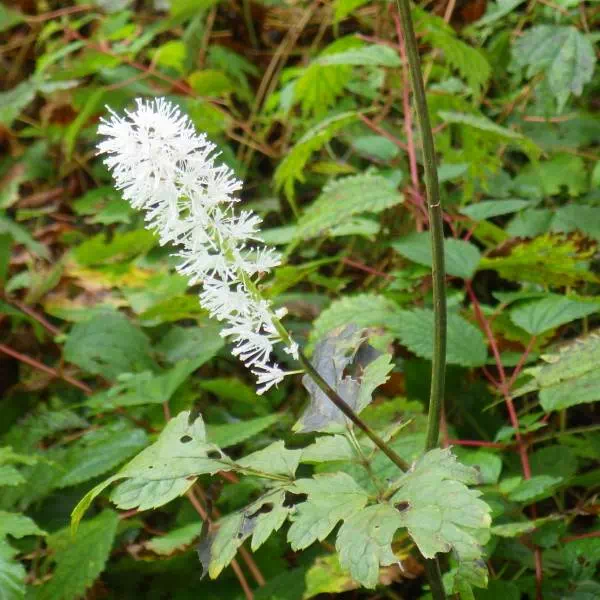 サラシナショウマ