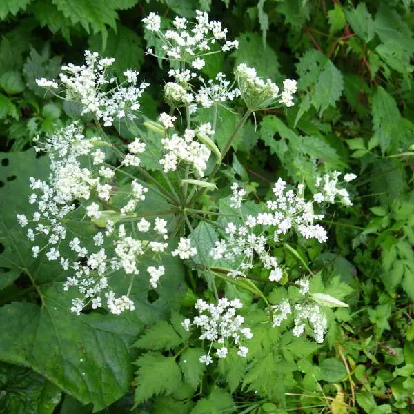 シラネセンキュウ