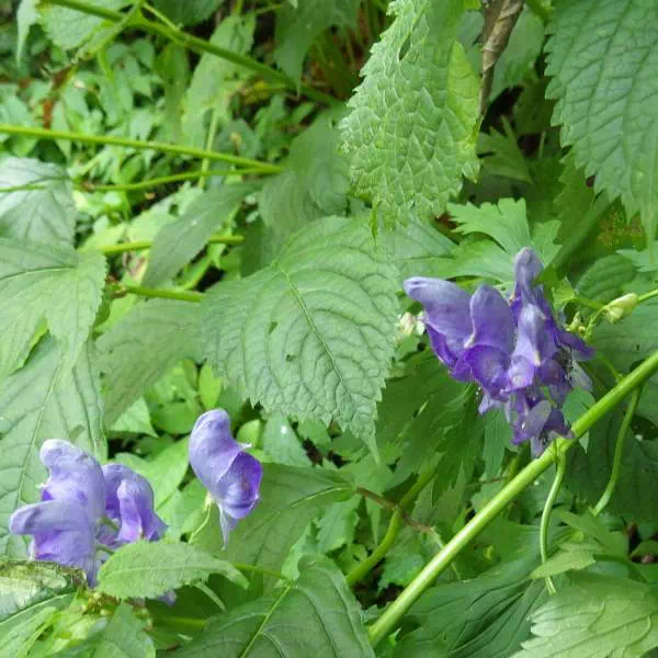 ミョウコウトリカブト