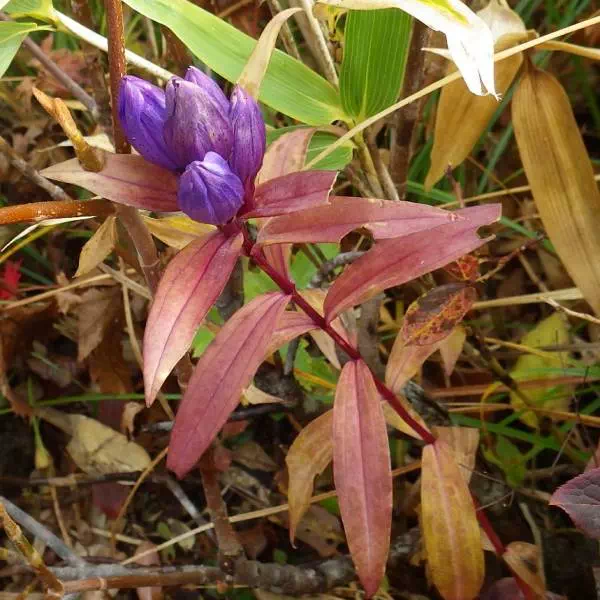 オヤマリンドウ