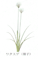 わたすげ