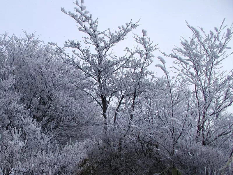 黒檜山頂雪景色