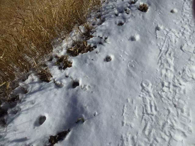 キツネの足跡