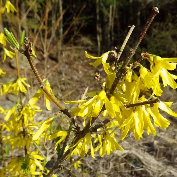 チョウセンレンギョウ チョウセンレンギョウ