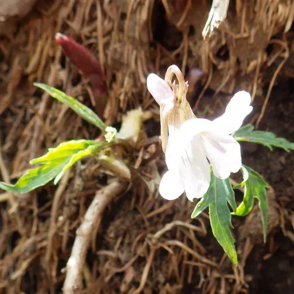 エイザンスミレ エイザンスミレ