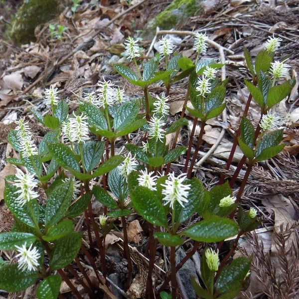ヒトリシズカ ヒトリシズカ