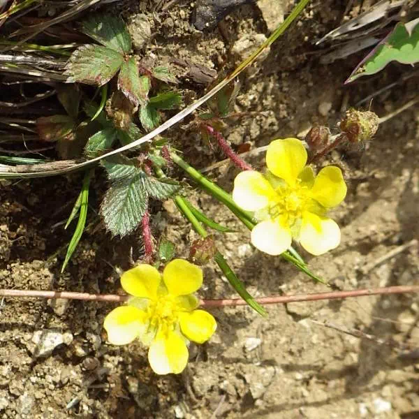 キジムシロ キジムシロ