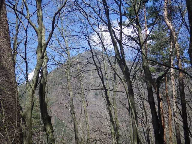 樹間の十二ケ岳 樹間の十二ケ岳