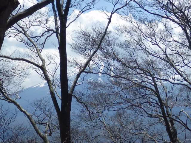樹間の富士山 樹間の富士山