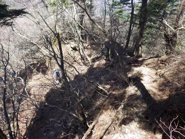 灌木の下り 灌木の下り