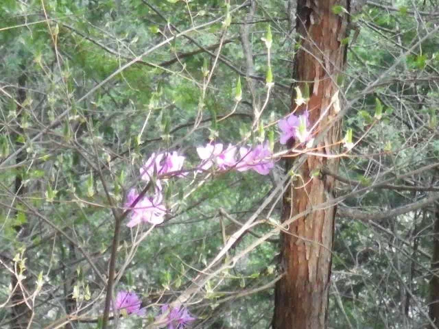 ミツバツツジ ミツバツツジ