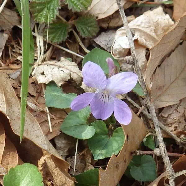 タチツボスミレ タチツボスミレ