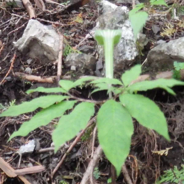 コウライテンナンショウ