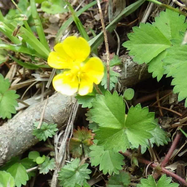 ミツバツチグリ