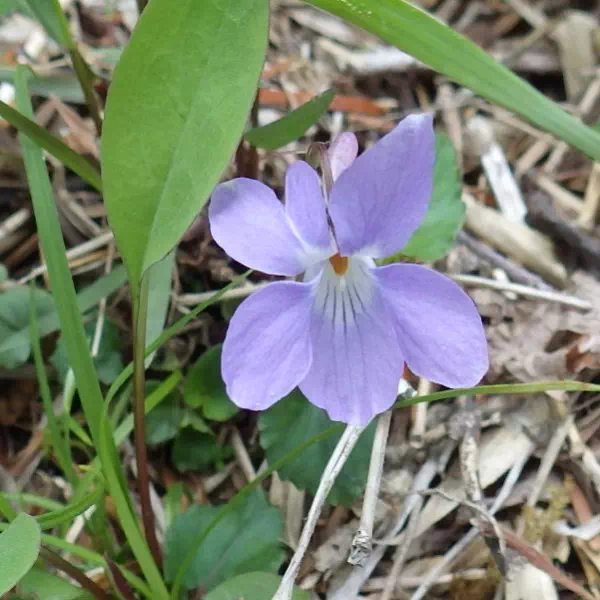 タチツボスミレ