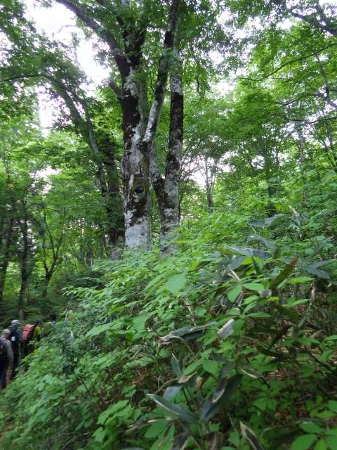 ブナ林 ブナ林