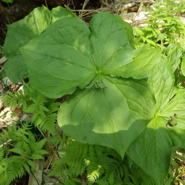 エンレイソウ エンレイソウ