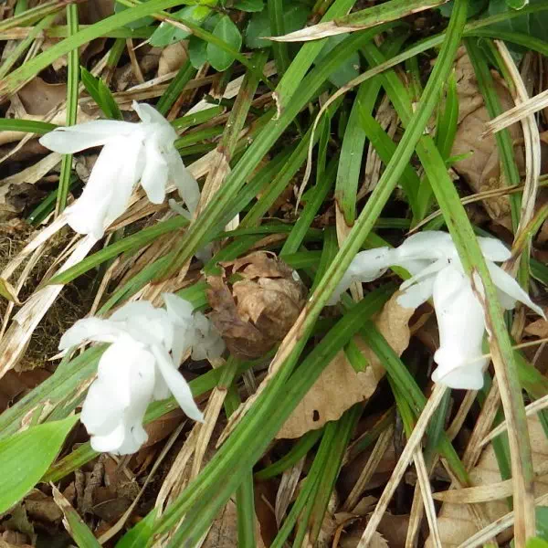 ギンリョウソウ ギンリョウソウ