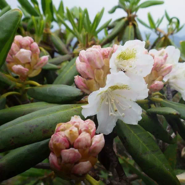 ハクサンシャクナゲ ハクサンシャクナゲ