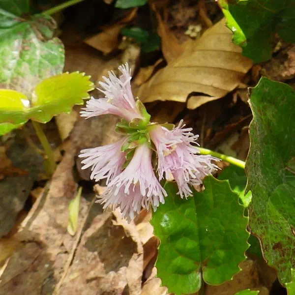 イワカガミ イワカガミ