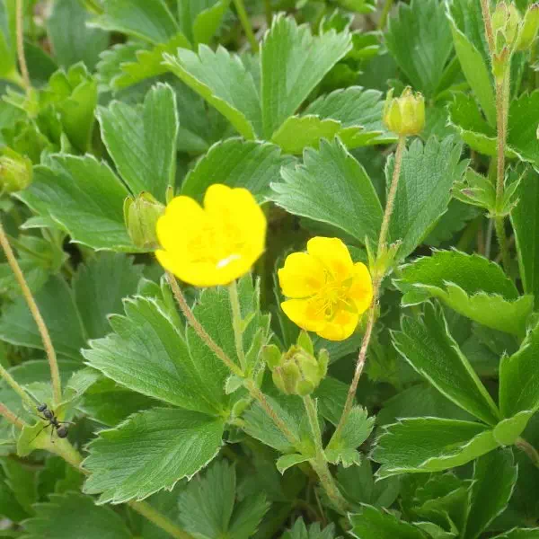 イワキンバイ イワキンバイ