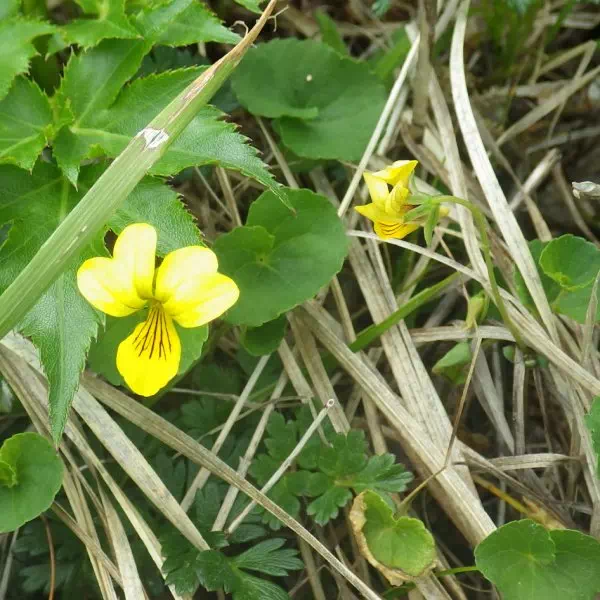 キバナノコマノツメ キバナノコマノツメ