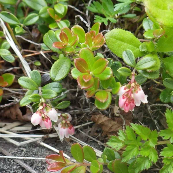 コケモモ コケモモ