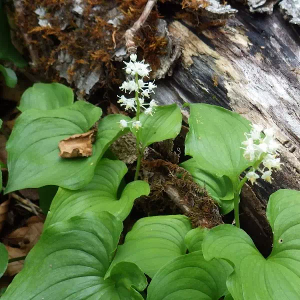 マイズルソウ マイズルソウ
