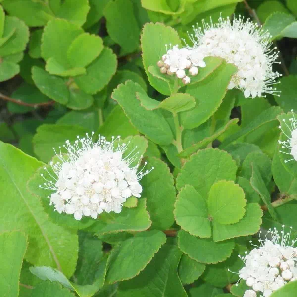 マルバシモツケ