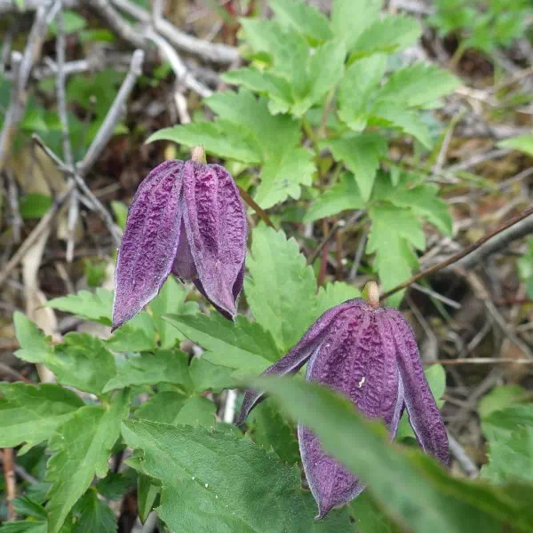 ミヤマハンショウヅル