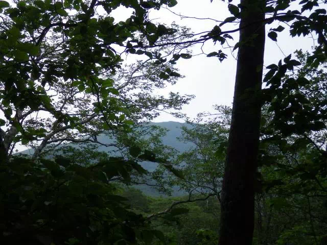 最上カゴ 最上カゴ