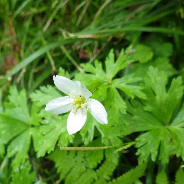 ニリンソウ ニリンソウ