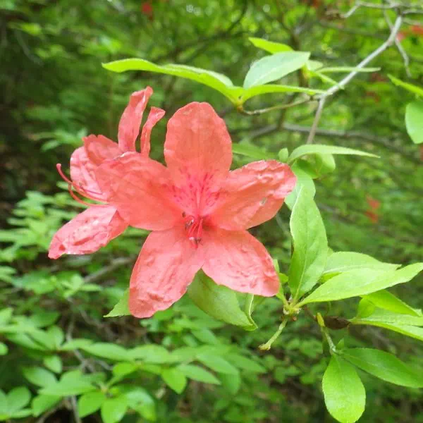 レンゲツツジ レンゲツツジ