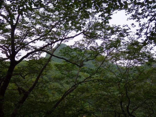 仙台カゴ 仙台カゴ