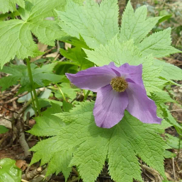 シラネアオイ シラネアオイ