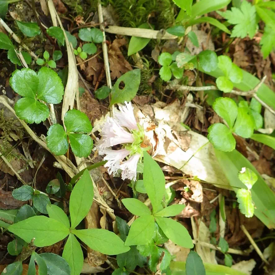 シロバナイワカガミ シロバナイワカガミ