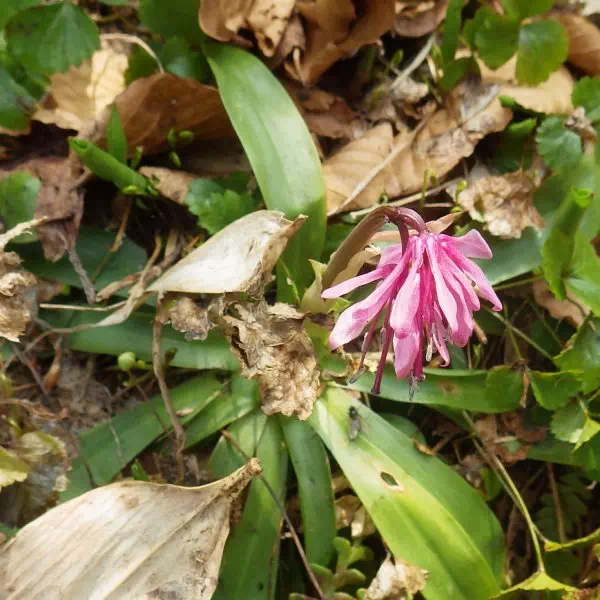 ショウジョウバカマ ショウジョウバカマ