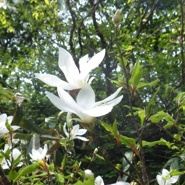 タムシバ タムシバ