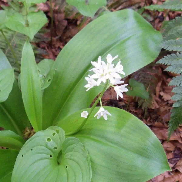 ツバメオモト ツバメオモト