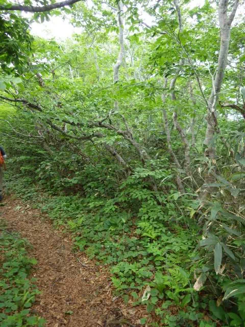 緩い登り 緩い登り